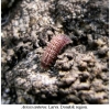 aric anteros larva don
